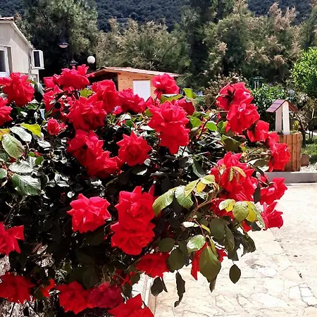 Open Sea * Grebastica