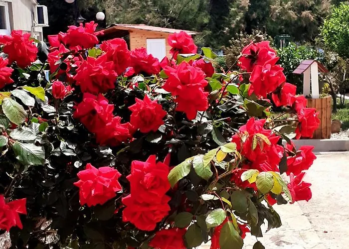 Open Sea * Grebaštica